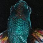 Abalone Betta artworks by monica mmg studio Colorado