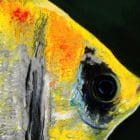 Leveraging my oil and poured acrylic technique, expanding subject to other fish. Several have asked me to try a fresh water Angel fish. The elegance of this fish inspires calmness. A Unique Original Embellished Painting.