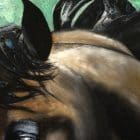 Arabian Brown Beauty Artworks by monica MMG Arts Studio - Colorado