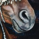 Arabian Elegance Artworks by Monica MMG Arts Studio - Colorado