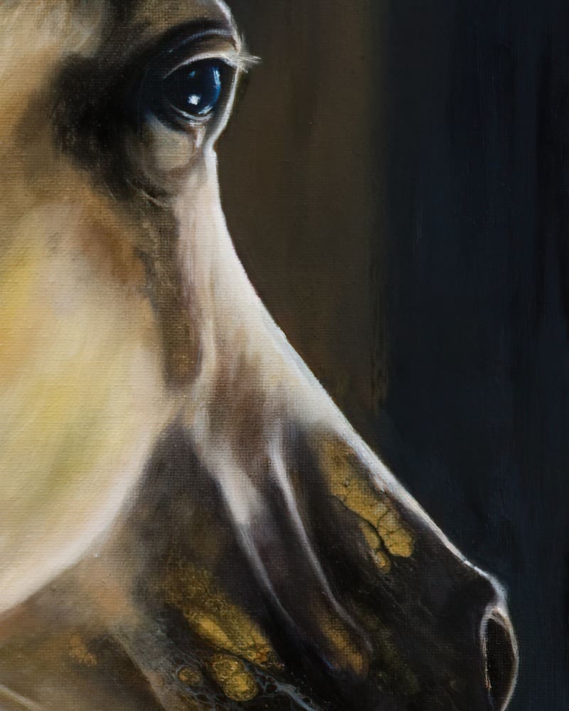 Arabian Show Horse Artworks by Monica in Colorado
