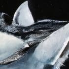 Best Friends, Horses Artworks by Monica MMG Art Studio