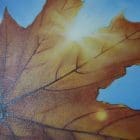 Fine Art Original Oil Painting of a Imaginative Leaf in the Sun inspired by Dali. This is a unique composition from my love for Sunshine and Trees. Relax and enjoy