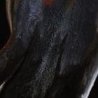 Fire stallion horse artworks by Monica MMG Arts Studio - Colorado