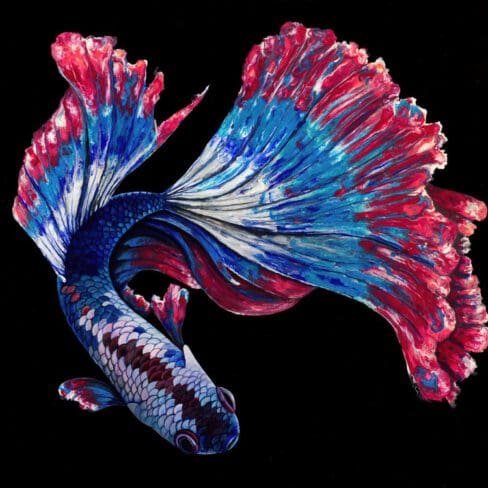Freedom Betta Artworks by Monica MMG Arts Studio - Colorado