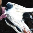 Hanging Out Artworks by Monica MMG Arts Studio