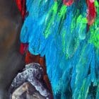 Ode to Scarlet Macaw 2 Artworks by Monica MMG Arts Studio