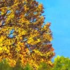 The Butterfly Effect Artwork by Monica - Colorado