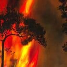 The Butterfly Effect Artwork by Monica - Colorado