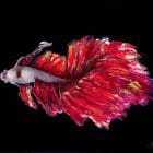 Valentine Betta Fish Artworks Paint By MOnica MMG Studios - Colorado