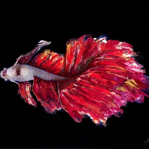 Valentine Betta Fish Artworks Paint By MOnica MMG Studios - Colorado