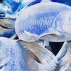 Fish Shoal of light artowrk in Denver Colorado buy online 1