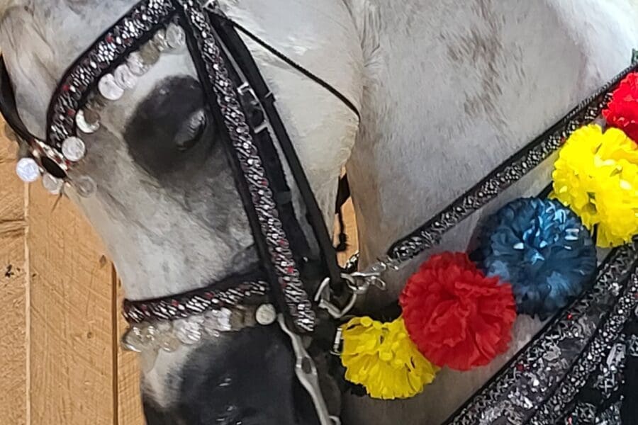 Close-up image of 'Like A Hurricane,' a stunning Half-Arabian horse, Region 8 Champion in the Mounted Native Costume Class. The horse's dark, expressive eyes are at the forefront, showing strength and grace.