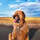 Monica Marquez Gatica's 'Basking in Gold', an exquisite hybrid fluid realism painting featuring a golden retriever in a prairie landscape, beautifully merging abstract acrylic pouring and traditional oil details.