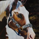 Monica Marquez Gatica's fine art painting 'Golden Horse' featuring a detailed horse in oil against a fluid acrylic background.